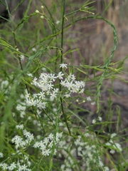 Asparagus racemosus, photograph (c) Shikha Sreenivas, some rights reserved (CC BY)