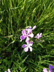 Phlox pilosa