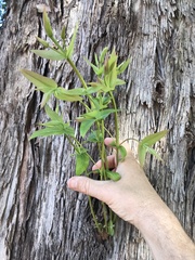 Eucalyptus quadrangulata