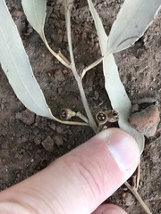 Eucalyptus quadrangulata