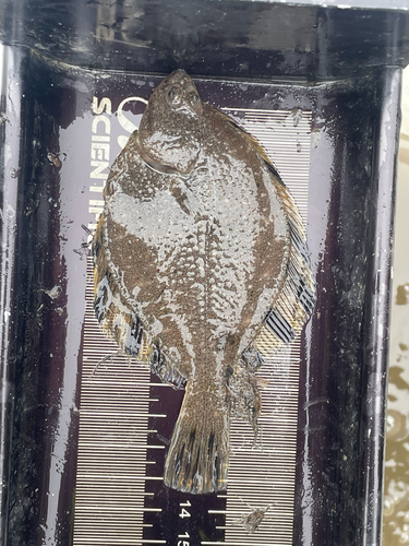 Starry Flounder