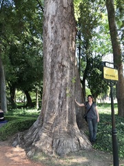 Eucalyptus quadrangulata