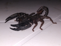 Opisthacanthus