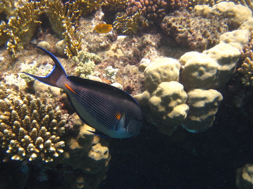 Acanthurus sohal