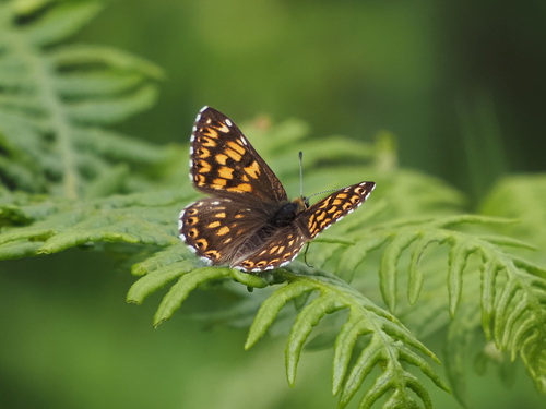 Duke of Burgundy