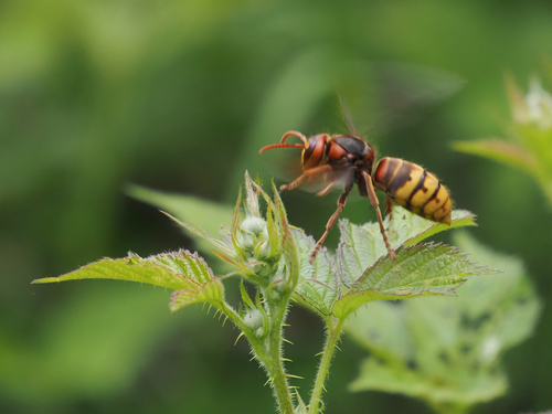 European Hornet