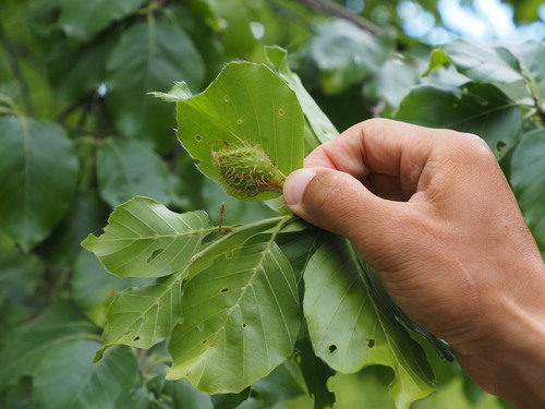 European beech