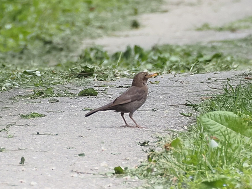 Eurasian Blackbird