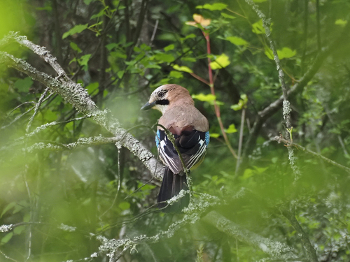Eurasian Jay