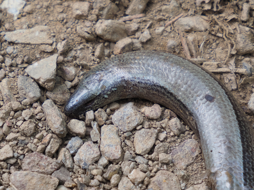 Common Slowworm