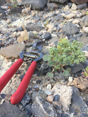 Chorizanthe corrugata