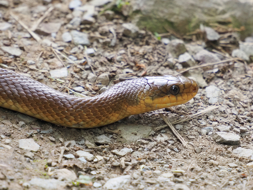 Aesculapian Snake