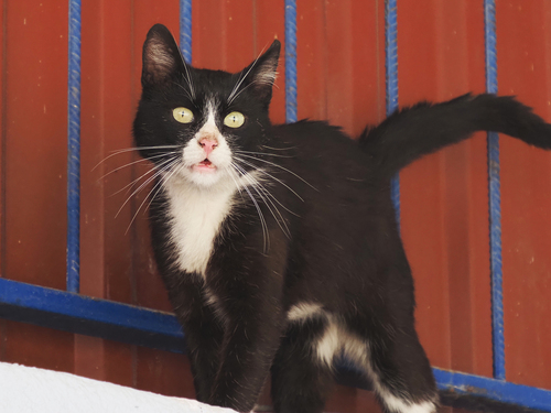 Domestic Cat