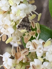 Usingeriessa onyxalis