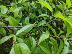 Prunus munsoniana