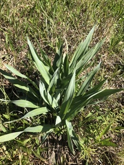 Eryngium yuccifolium