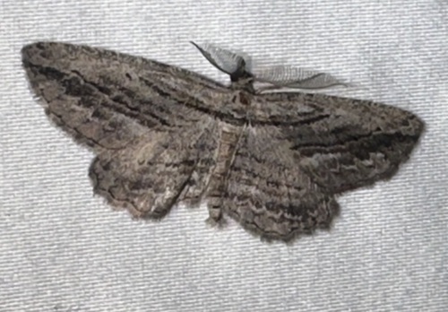 iNaturalist observation photo of Pterotaea lamiaria