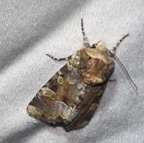 iNaturalist observation photo of Violet Brocade Moth