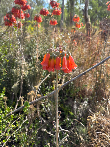 Mother of Millions