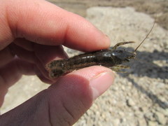 Procambarus acutus