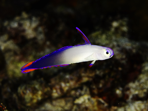 Nemateleotris decora observed 2026-06-14