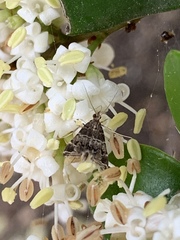 Usingeriessa onyxalis