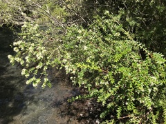 Metrosideros stipularis