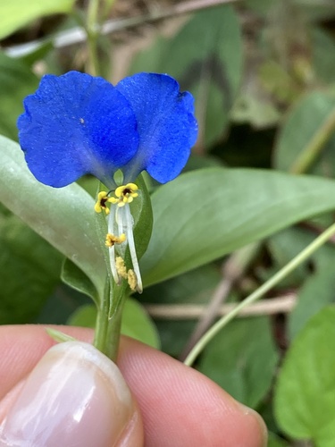 Asiatic dayflower