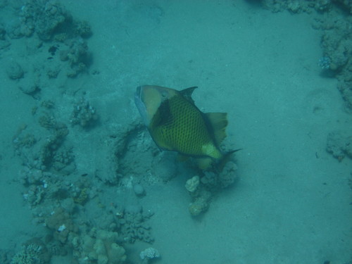 Balistoides viridescens