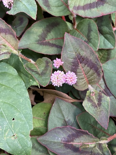pink knotweed