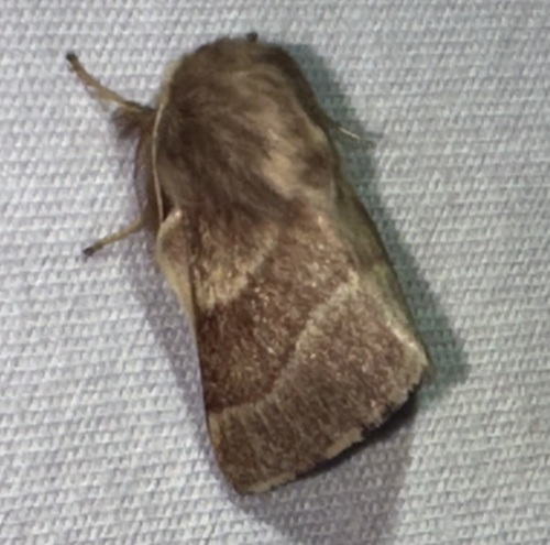 iNaturalist observation photo of Tent Caterpillar Moths