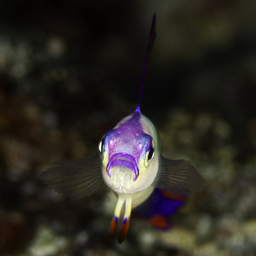 Nemateleotris decora observed 2026-06-15