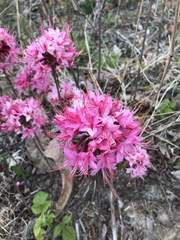 Rhododendron prinophyllum