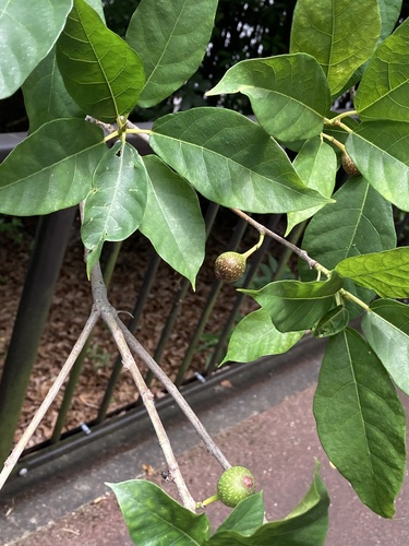Japanese fig
