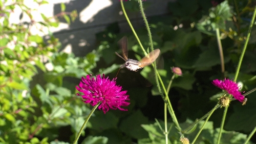 Eurasian Hummingbird Hawkmoth