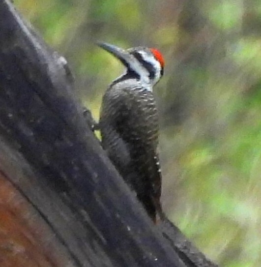 Bearded Woodpecker (Chloropicus namaquus), photo 2