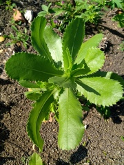 Grindelia adenodonta