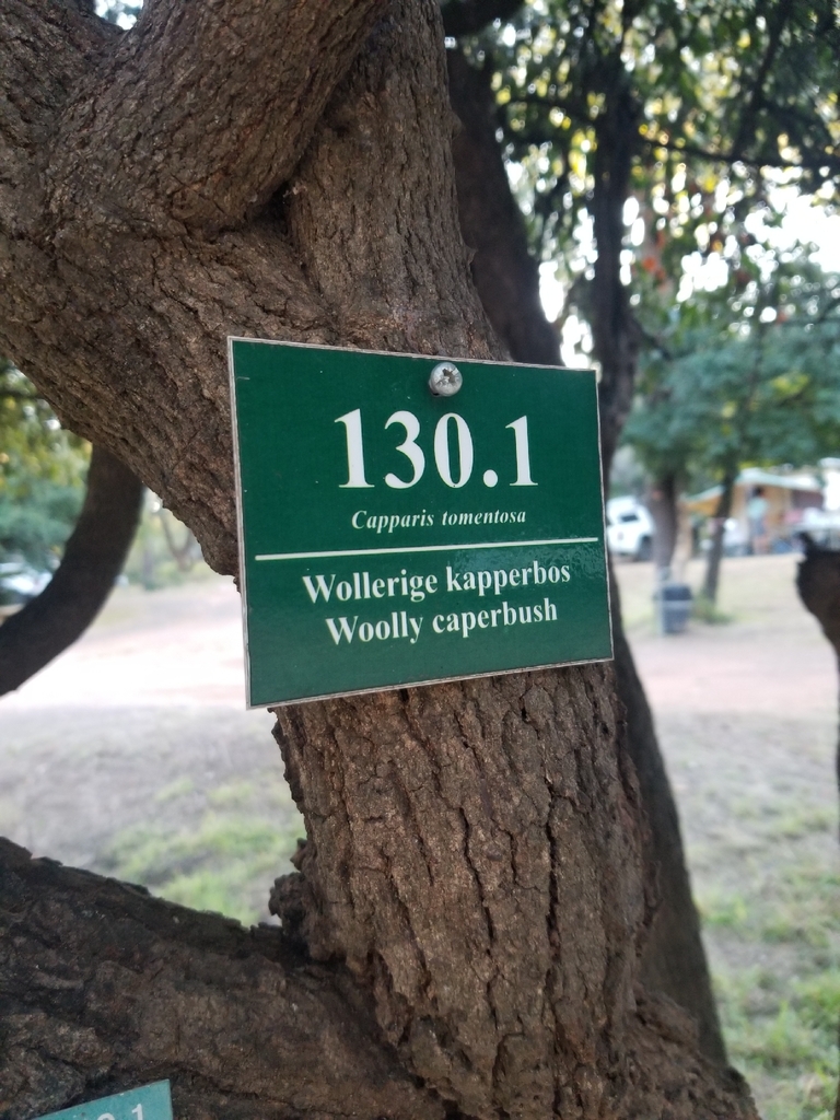 Capparis tomentosa, Kruger Park, South Africa, by Daniel Correia