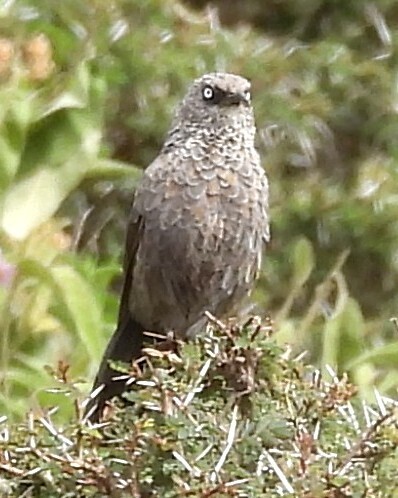Black-lored Babbler (Turdoides sharpei), photo 1