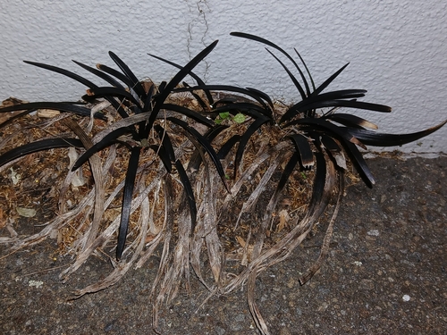 Ophiopogon planiscapus