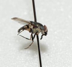 Stomorhina discolor