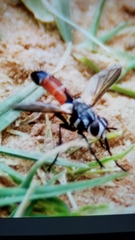 Cylindromyia intermedia