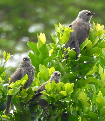 Black-lored Babbler (Turdoides sharpei), photo 2