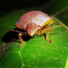 Coleotichus excellens