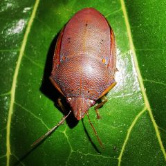 Coleotichus excellens