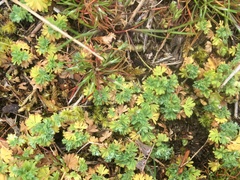 Alchemilla arvensis