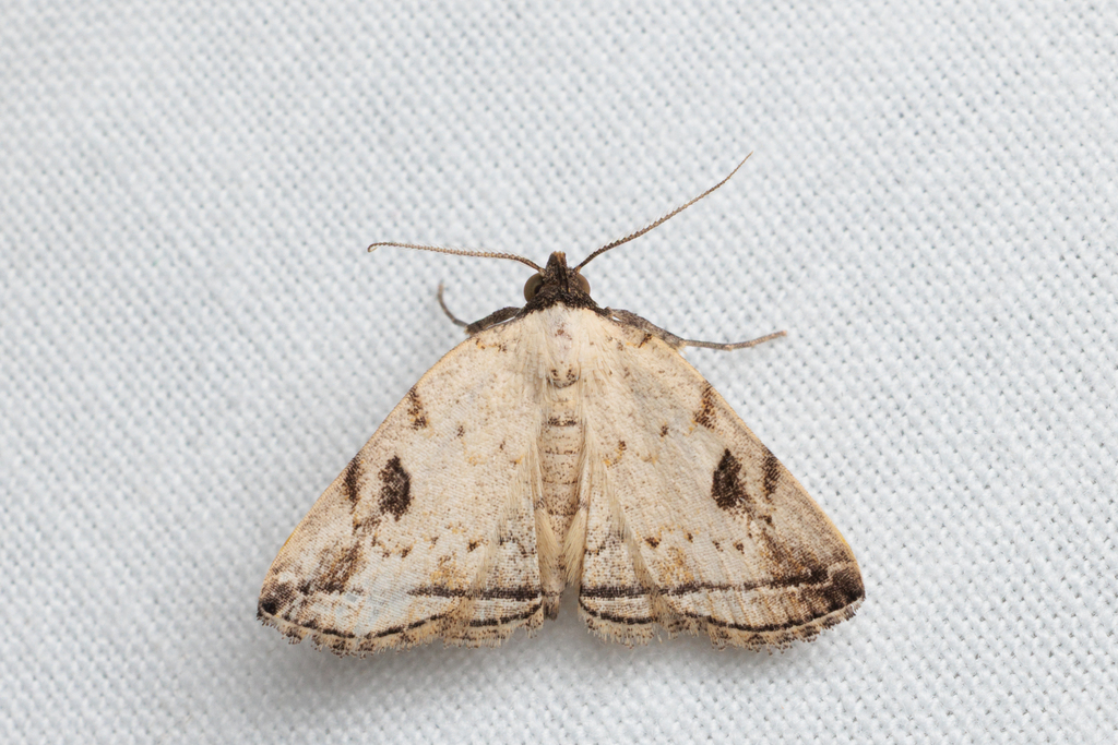 Polypogon pallexa