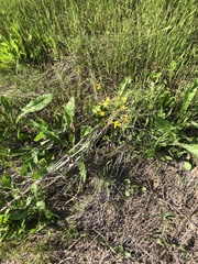 Bloomeria crocea crocea