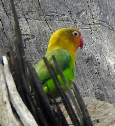 Fischer's Lovebird (Agapornis fischeri), photo 4