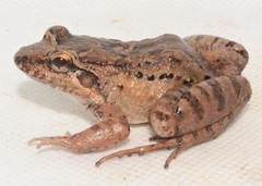 Leptodactylus discodactylus